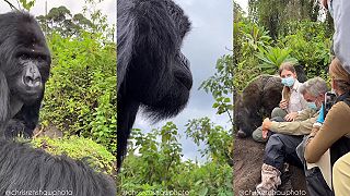 Blízke stretnutie s veľkým gorilím samcom