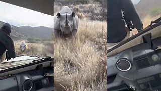 Na safari stretli nosorožca s mláďaťom, skoro sa p*srali! (Afrika)