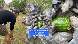 300-ročné korytnačky si pochutnali na melóne