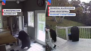 Medveď vyplienil mraziak a zmizol v lese