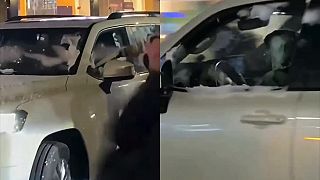 Ďalšia vzbura v arabskom svete