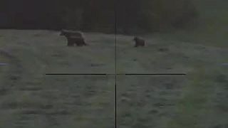 Premnožené medvede v Zvolenskej Slatine