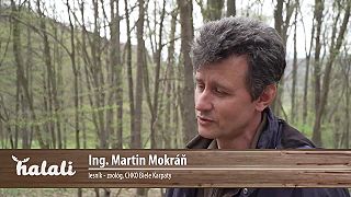 Jarabina oskorušová. Veľmi vzácna, naša pôvodná drevina