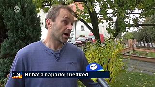Na hubára pri Prievidzi zaútočil medveď. Medzi Malinovou a Nitrianskym Pravnom