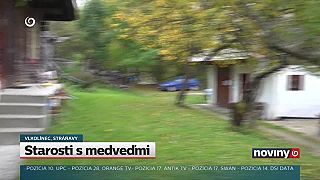 Ženu ohrozoval pri chalupe medveď. Okrem jabĺk zožral aj žiadosť o dotáciu