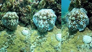 Chobotnica sa snaží vyzerať ako hlava väčšieho tvora