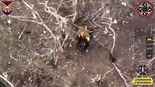 FPV dron vs. Ivanova presná muška