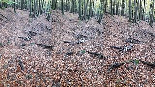 Dohladavka laňe cca 400 metrov