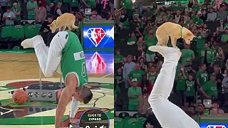 Akrobatický pes predviedol vysokú mieru kreativity priamo na basketbalovej palub