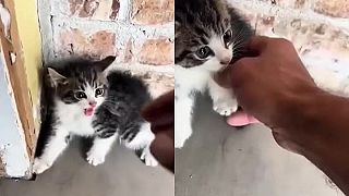 Ako na malé a vystrašené mačiatko?
