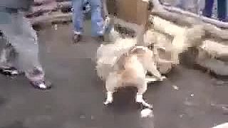 Kaukazský ovčiak vs Americký pitbull