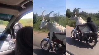 Tú kravu ti doveziem na motorke