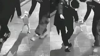 Tančeky so psom