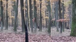 Lesník natočil medveďa na pohorí Tribeč