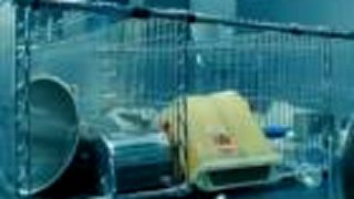Splice (2010)