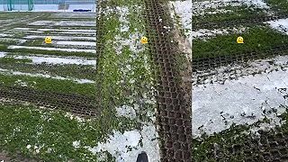 Trávniková klasika v našom kraji