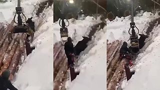 Vyslobodili losa z jamy