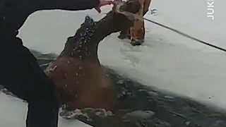 Záchrana uviaznutého jeleňa v ľade