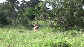 Antilopa vôbec netušila, aké nebezpečie na ňu číhalo