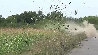 Slnečnicu pokosil prostredníctvom Lady