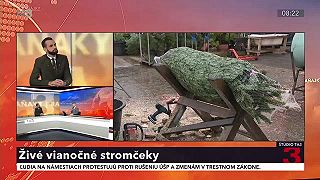 Živé vianočné stromčeky sú stále viac vyhľadávané. Ako sa pestujú?
