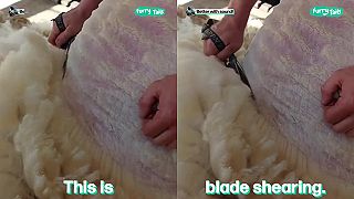 Tradičné strihanie ovce pomocou ručných nožníc