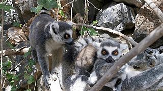 Lemury kata (Jungle Park Tenerife)
