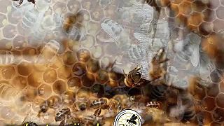 Včelí úľ: geniálny systém klimatizácie