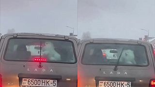 Vždy keď prší, pes má o zábavu postarané (Bielorusko)
