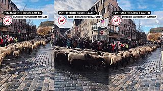 Pokus o agrárny aktivizmus v meste Norimberg