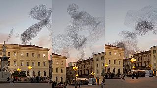 Úžasný „tanec“ škorcov na oblohe v Sassari známy ako murmurácia
