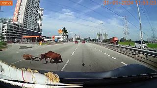 Kravy v meste vôbec nečakal, cestu však mohol sledovať lepšie