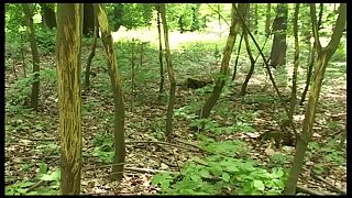 Les, lesníctvo, zver a poľovníctvo. Dokument z ČR