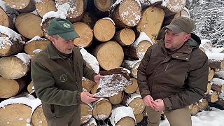 Hoaxy o výruboch stromov v TANAPe spochybnené. Lykožrútová kalamita