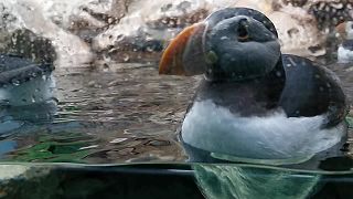 Alka bielobradá v Loro Parque