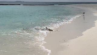 Žraloky čiernohroté lovia malé rybky na bielej pláži (Maldivy)