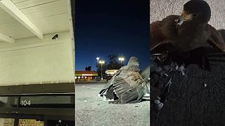 Pomocou sokola loví po večeroch invazívnu hrdličku záhradnú (USA)