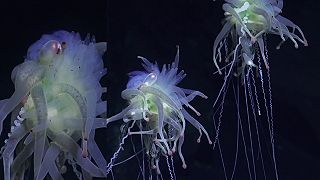 Vedcom sa podarilo nafilmovať „lietajúce špagetové monštrum“ Bathyphysa conifera