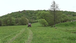 Na východnom Slovensku zaútočil medveď na býka v tesnej blízkosti obydlí