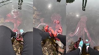 Zvedavá chobotnica prišla preskúmať potápača, ktorý sedel na brehu
