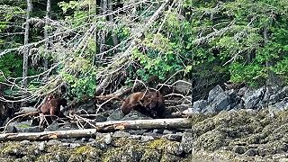 Bitka dvoch medveďov, dôvod prečo menšie medvede utekajú do dedín a miest
