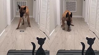 Ďalší pes, ktorý dokáže celkom zložitú vec, gumičkou zostrelí mačku!