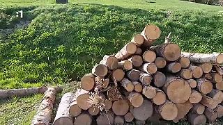 Lykožrútova kalamita Čierny Balog