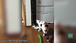 Cats VS Cucumbers