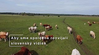 Čo si predstavíte, keď sa povie agrolesníctvo?