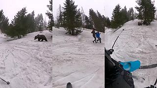 Cvičíme medveďa, 1. lekcia: Základné príkazy