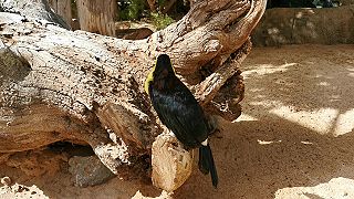 Tukan žltohrdlý (Jungle park Tenerife)