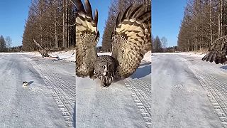 Sova loví hlodavca