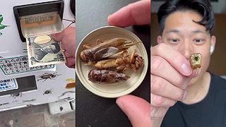 V automate na hmyz v Japonsku si môžete kúpiť aj obrovské cvrčky