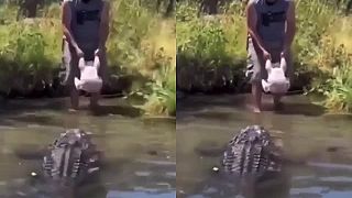 Morkou chcel nakŕmiť masívneho krokodíla, trošku sa to však skomplikovalo